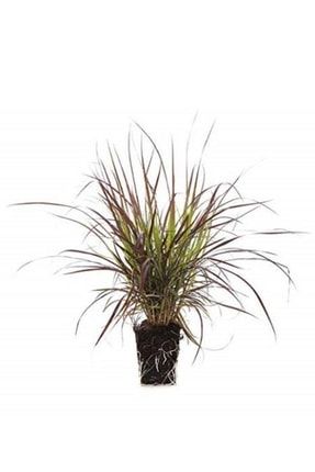 Pennisetum Bordo Gümüş Otu 20cm-40cm PazarYeri2584