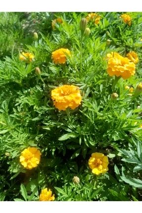50 Adet Sarı Renkli Kadife Çiçeği Tohumu 004