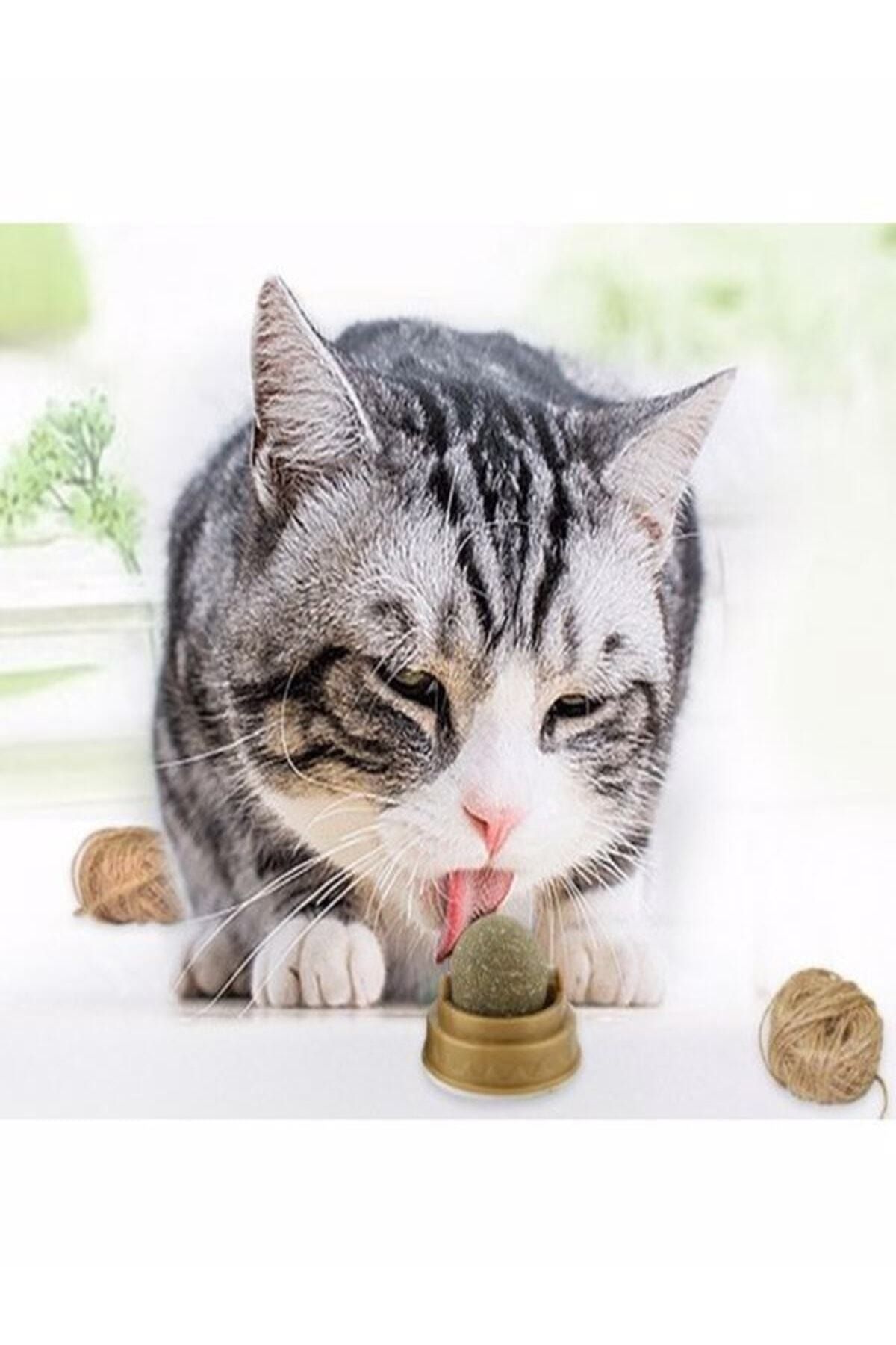 ugursepeti-Natural Catnip Edible Catnip Herb Play Ball Toy Cat Mint Ball Toy 4