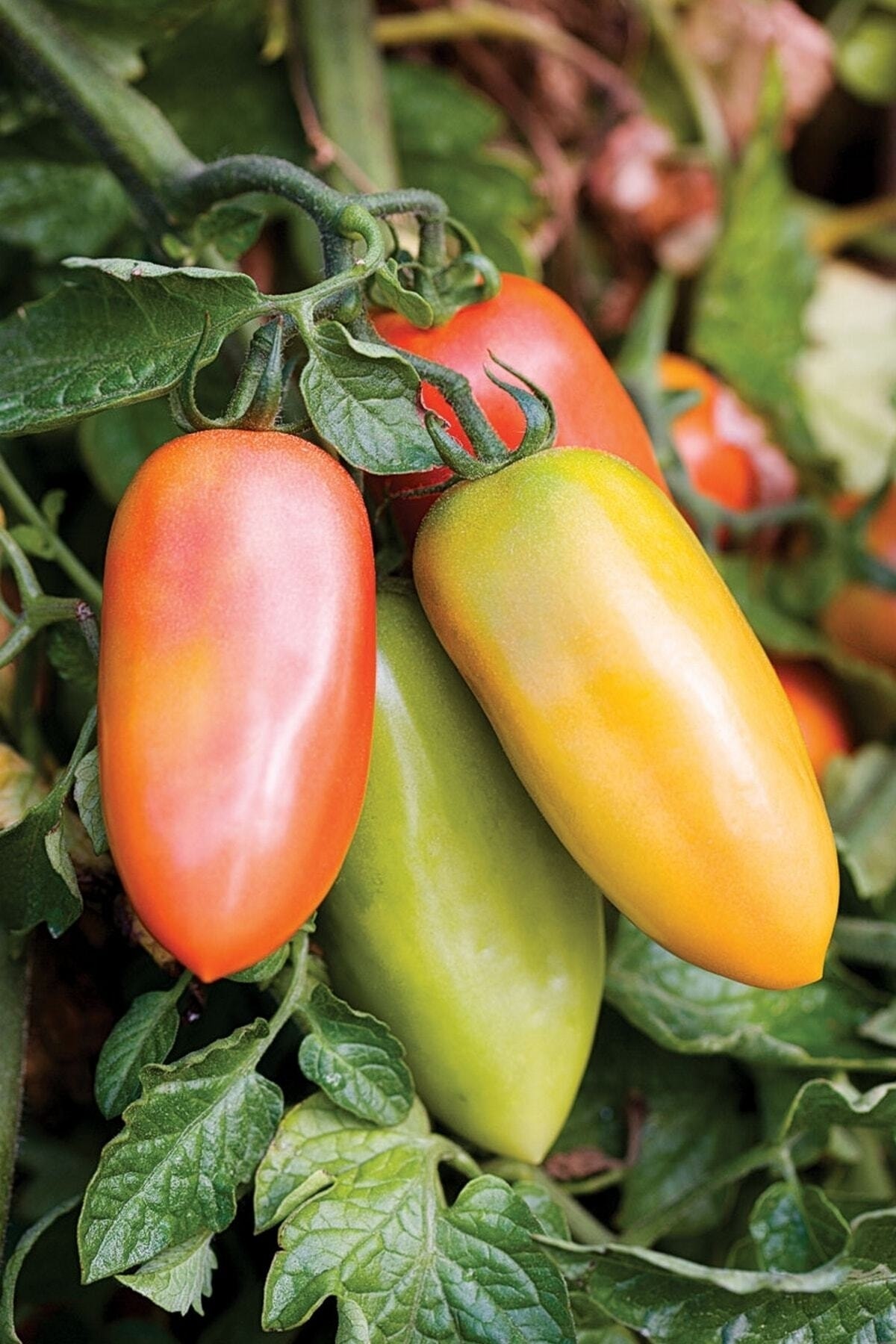Tohum Dünyam San Marzano Domates Tohumu / 10+ Adet Tohum