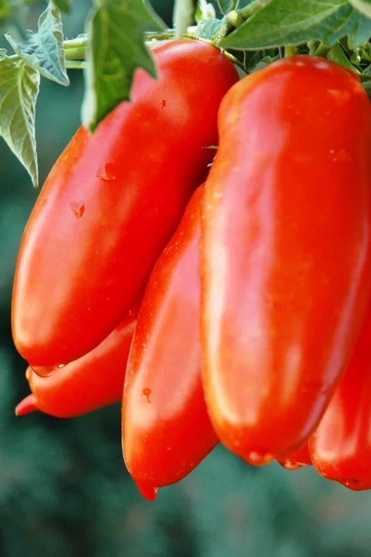 Tohum Dünyam San Marzano Domates Tohumu / 10+ Adet Tohum