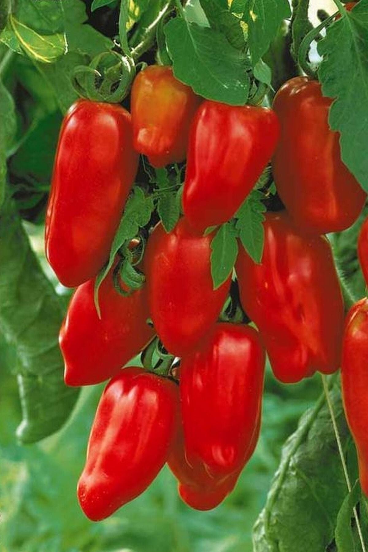 Tohum Dünyam San Marzano Domates Tohumu / 10+ Adet Tohum