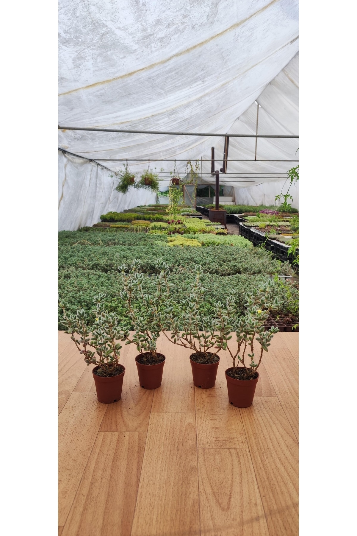4.lü Delosperma Echinatum Turşu Sukulent 5,5 cm Saksıda