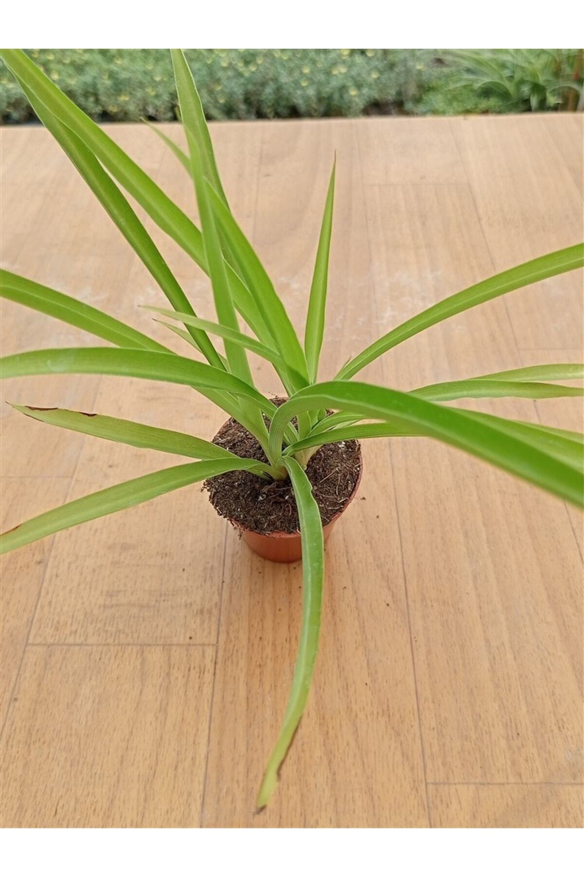 Chlorophtyum Comosun Variegata ( Kurdele Çiçeği Yeşil ) ( 5,5 Cm ) 2