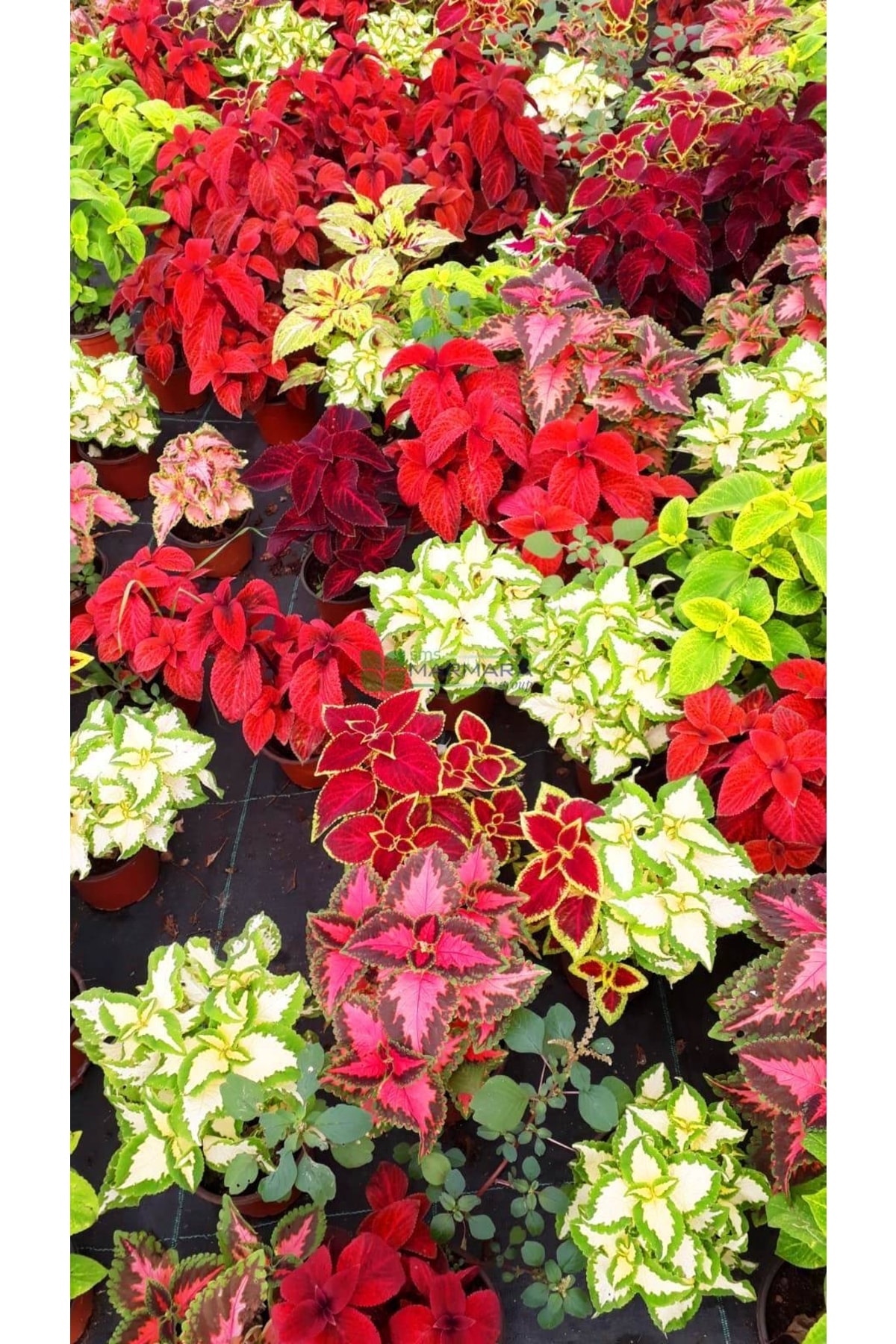 Thebestonline Leaf Beauty, Potted, 2 Pieces