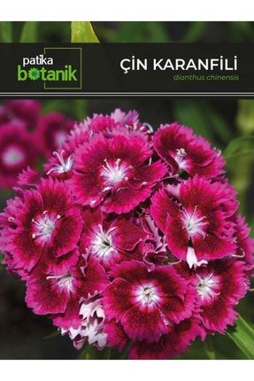 Çin Karanfili (dianthus Chinensis) Çiçek Tohumu 100 Adet GLC27