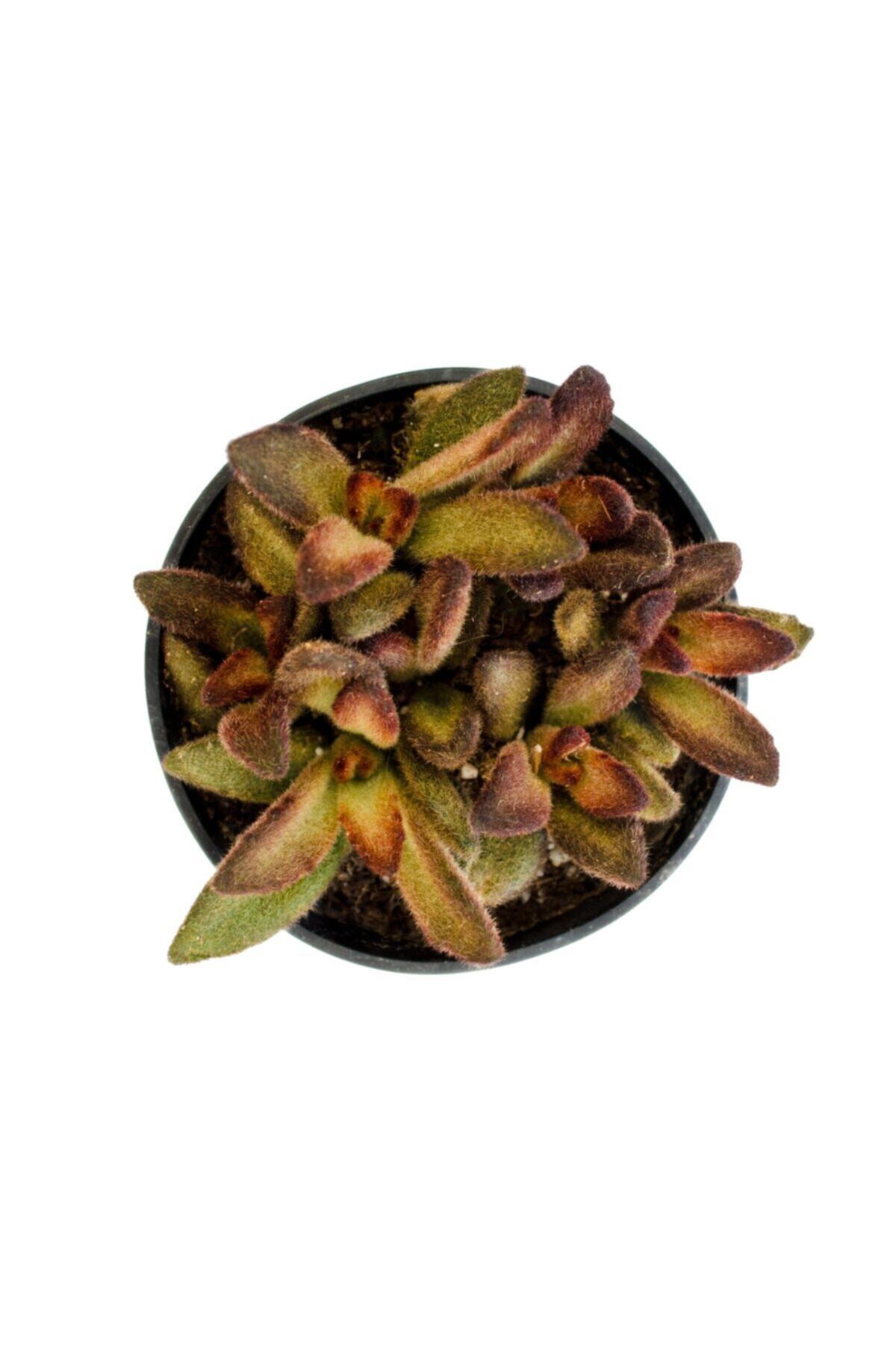 Kalanchoe Tomentosa Cinnamon Sukulent 3