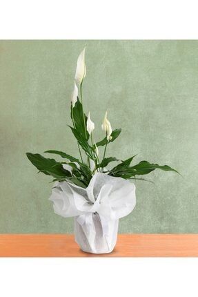 Spatifilyum Saksı Çiçeği Spat145