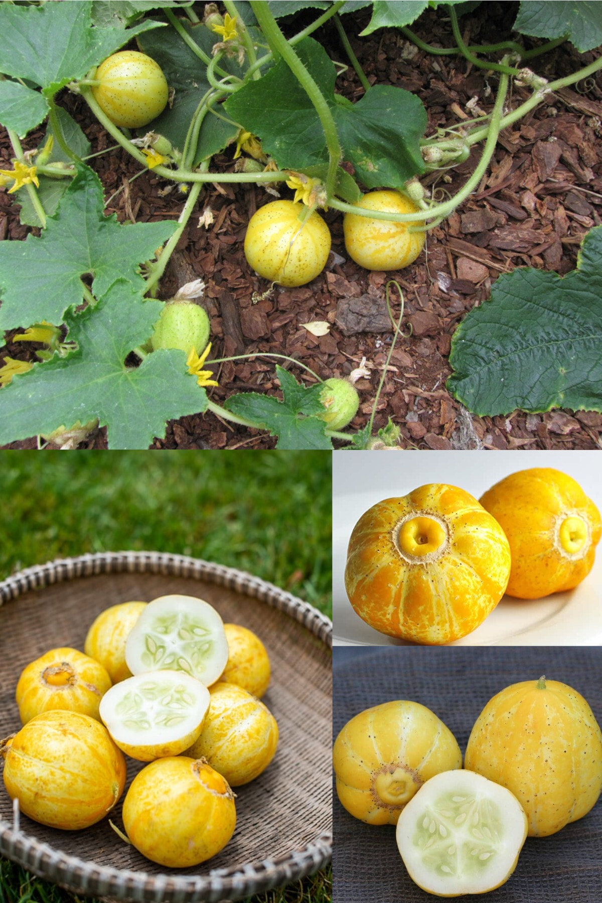 ZENGARDEN EV VE BAHÇE Limon Salatalık Tohumu Atalık Cucumber Lemon