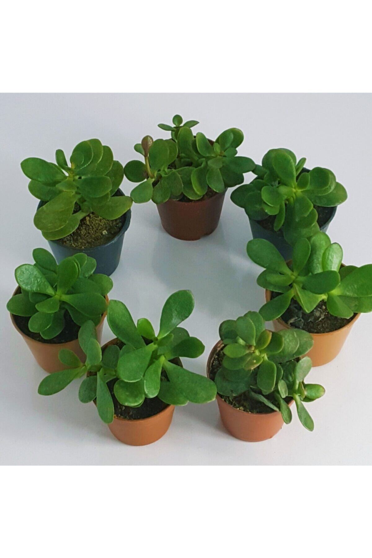 Para Çiçeği Crassula Ovata Sukulent Şans Bitkisi 5.5cm Mini Kaktüs Saksısında 1adet Gönderilir 2