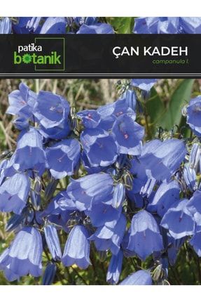 Kadeh - Çan (campanula L.) Çiçek Tohumu 100 Adet GCL14