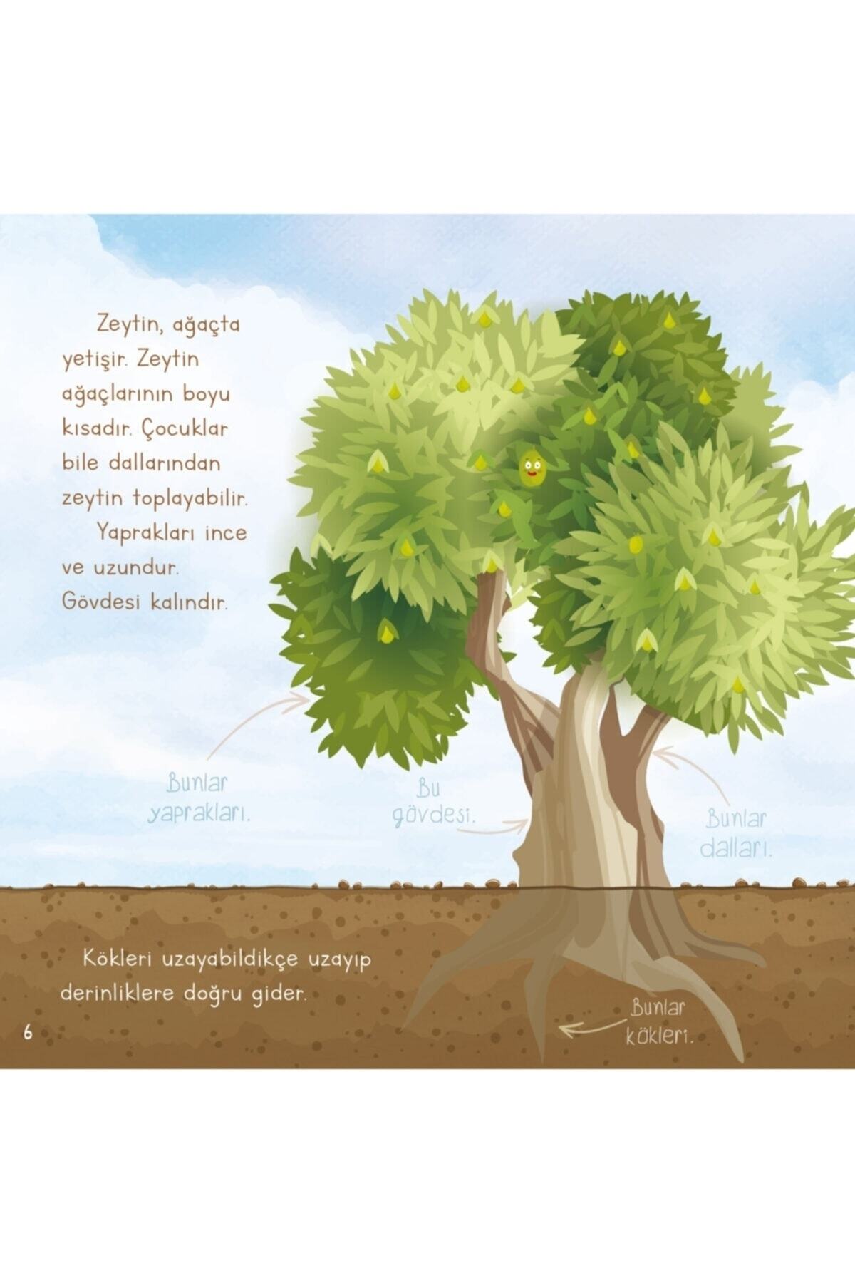 Mor Elma Yayıncılık Zeytinyağı Nasıl Oluşur - Oluşum Hikâyeleri - Okul Öncesi Kitabı fotoğrafı 3 (önizleme)