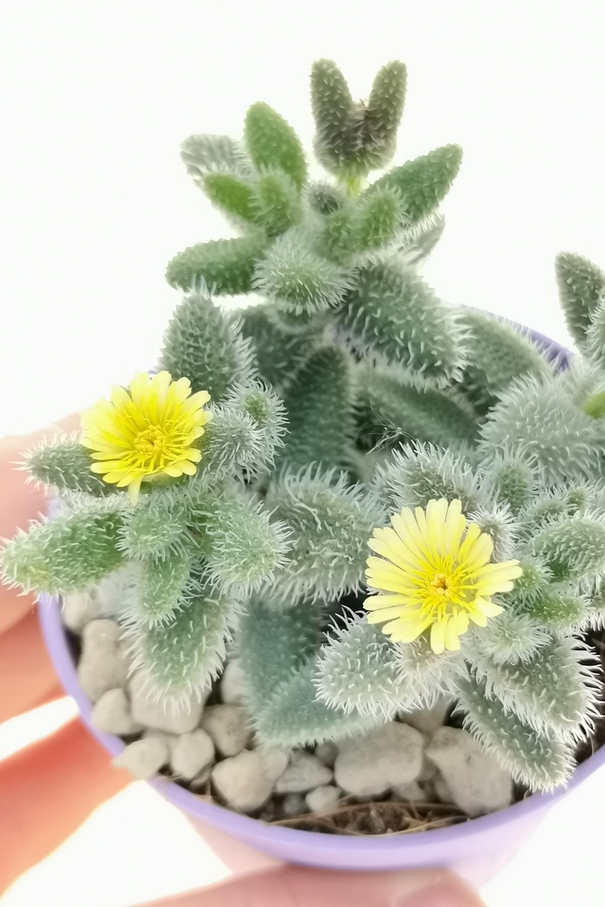 Delosperma Sukulent Kaktüs 5.5cm Mini Boy
