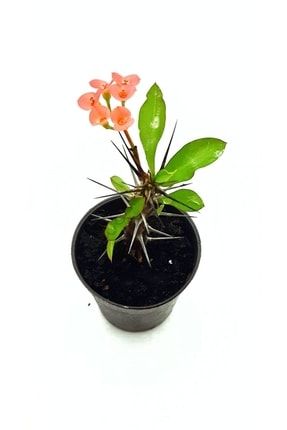Euphorbia Milii Pembe Çiçekli Kaktüs 5.5 Cm Saksıda 533366678