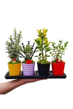 4'lü Renkli Seramik Saksıda Mini Bonsai Seti & Masaüstüne Tebrik Terfi Hediye Bitki & 15-20 Cm CS0638