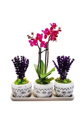2 Dal Mini Orkide Ve Mor Lavanta Set Efes Serisi Saksıda & Özel Gün Yıl Dönümü Hediye Bitki CS0636