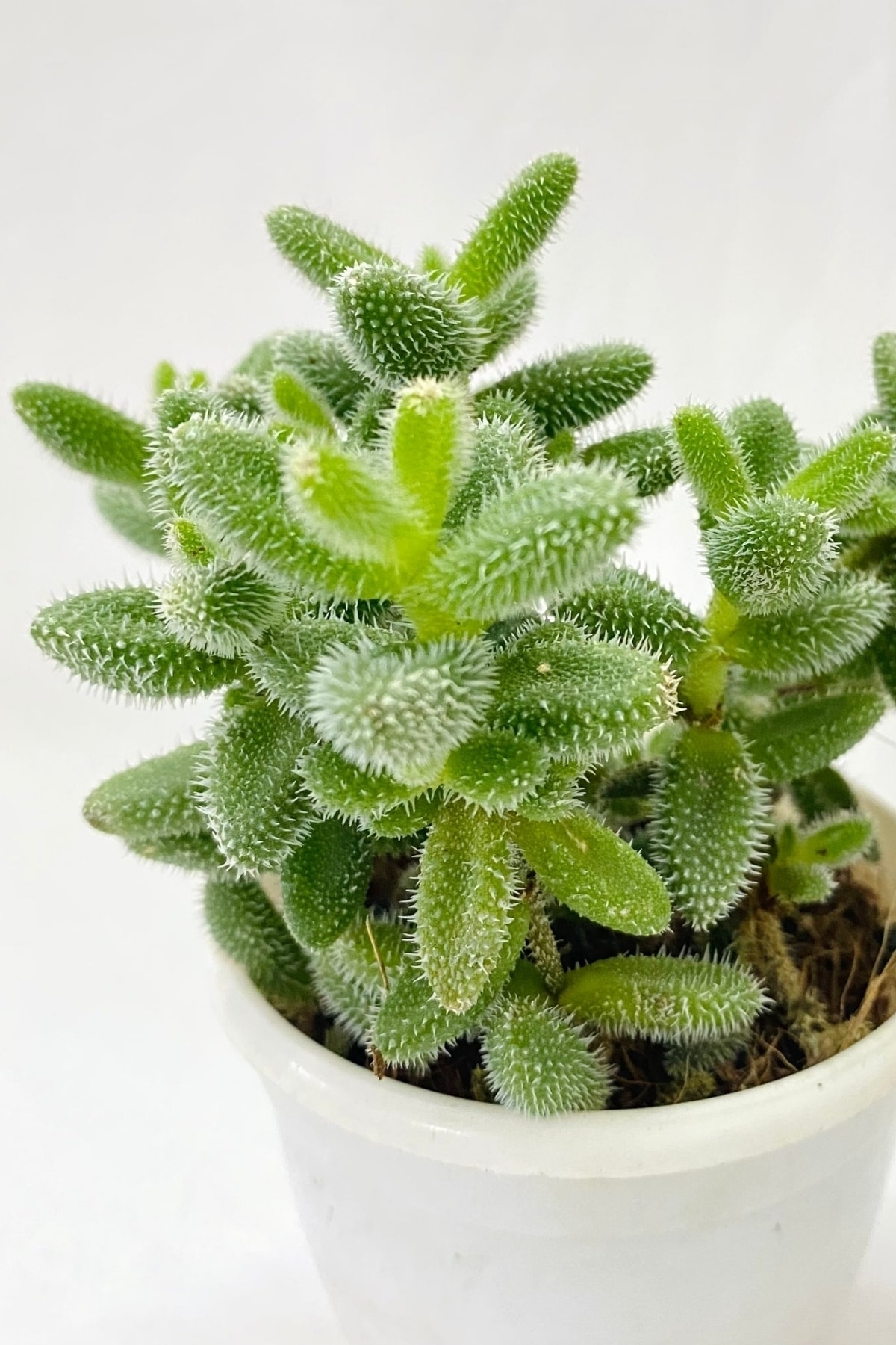 Delosperma Sukulent Kaktüs 5.5cm Mini Boy 2