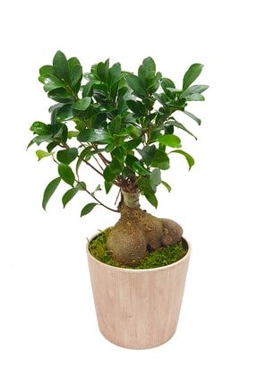 Vintage Seramik Saksıda Ficus Gingseng Bonsai Abana & Bonsai Ağacı & Dekoratif Bitki & 35-40 Cm CS0570