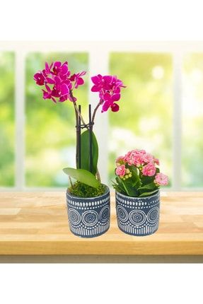 2 Dal Orkide Ve Kalanchoe Mavi Dekoratif Beton Saksıda Pencere Önü Çiçeği &hediye Bitki& 20-25cm CS0623