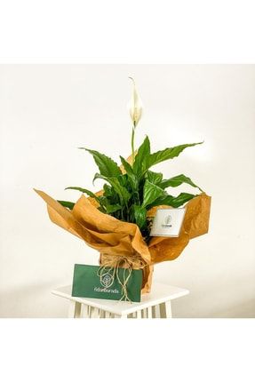 Barış Çiçeği - Spathiphyllum 50-70cm T1527