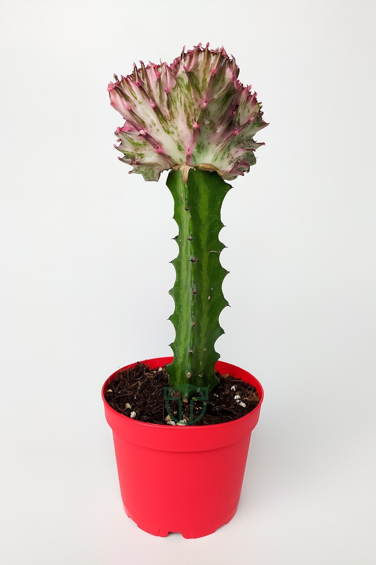Euphorbia Lactea Cristata, Grafted Fan Cactus, Collection Rare Cactus, Pink-Green