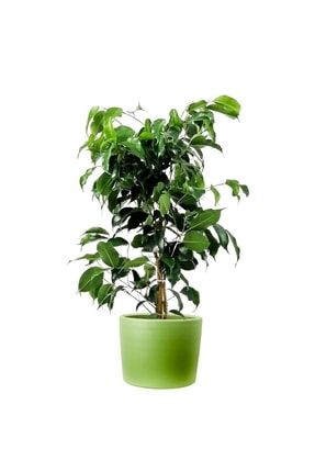 Ficus Benjamina Danielle Ruby Mint Yeşili Saksılı T2208