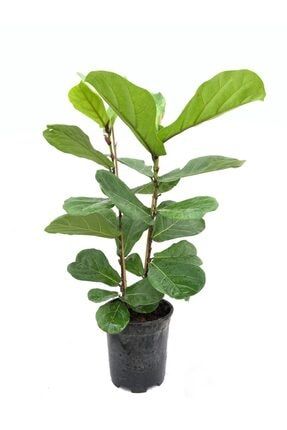 Ficus Lyrata Dev 80cm-100cm - Keman Yapraklı Kauçuk 610179