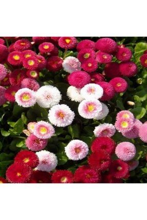 Karışık Ponpon Ingiliz Papatyası Çiçeği Tohumu -100 Adet TCD-YENİ287