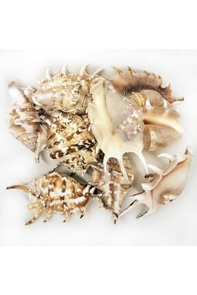 Gerçek Deniz Kabuğu 1000 gr Paket Lambıs Lambıs (kg) 35-254K