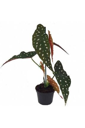Begonia Maculata - Çilli Begonya 12 Cm Saksı 210317