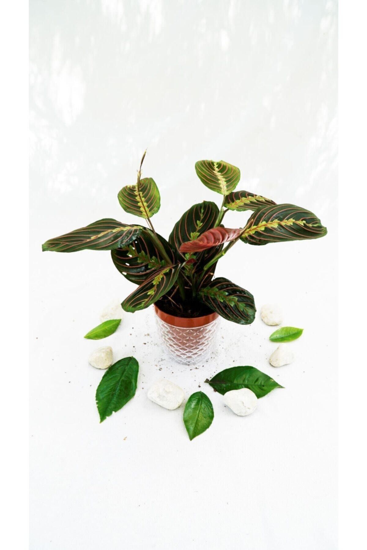 bitki fidanim calathea maranta plant dua cicegi fiyati yorumlari trendyol