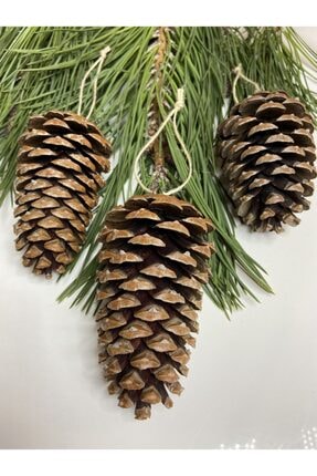 Dekorix Kozalak Dekoratif Büyük Boy Gozak Doğal Renk 3 Adet Ve10-15cm