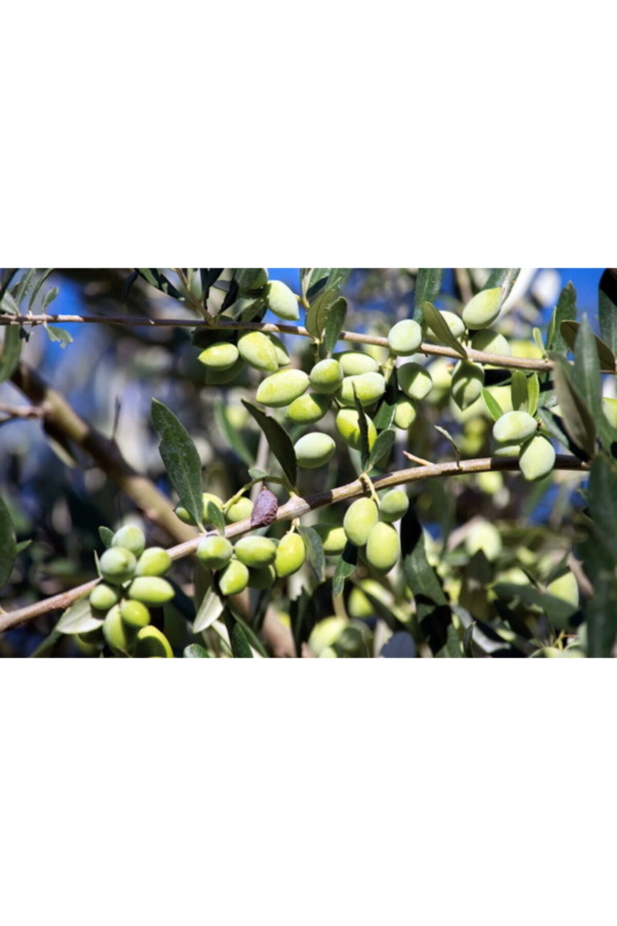 Koroneiki Bodur Zeytin Fidanı