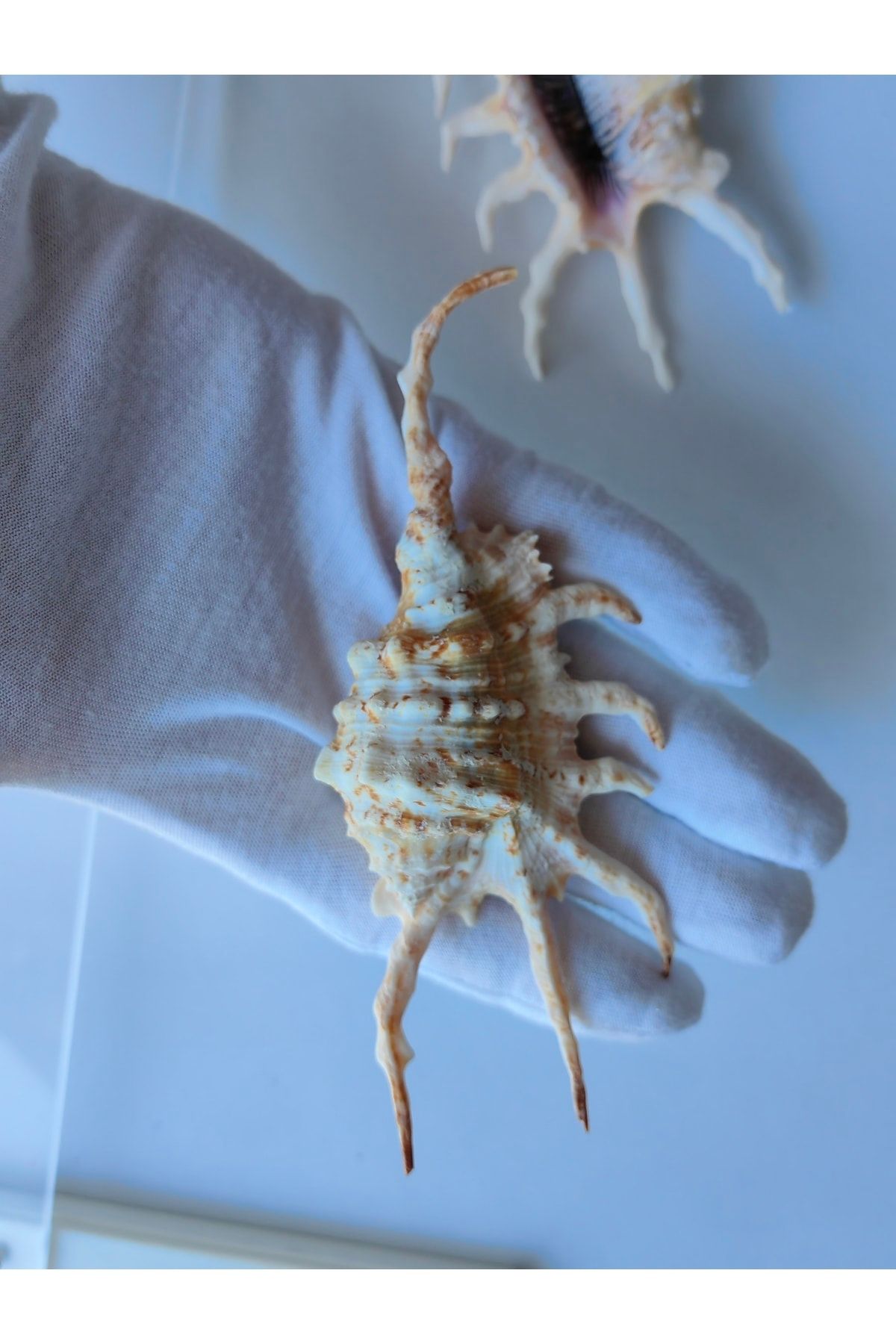 Seashell Rio Deniz Kabuğu : Lambis Scorpion