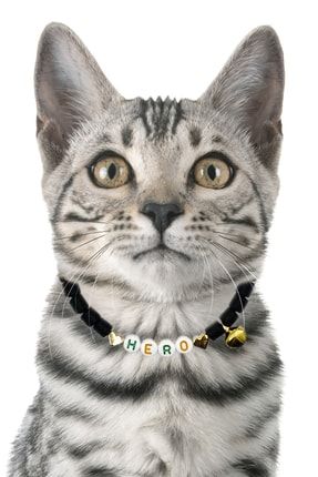 Kedi Tasması Kedi Kolyesi Isimli Kedi Tasması Ayarlanabilir Gold Kalp Detaylı Petella1046