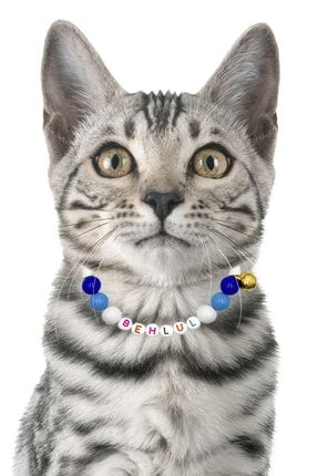 Kedi Tasması Kedi Kolyesi Isimli Kedi Tasması Ayarlanabilir Boncuk Detaylı Petella1047