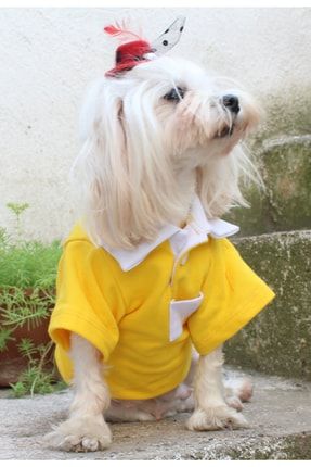 Polo Yaka Cepli Sari Beyaz Köpek Kedi Kıyafeti & Elbisesi Tshirt pttptkyf00042