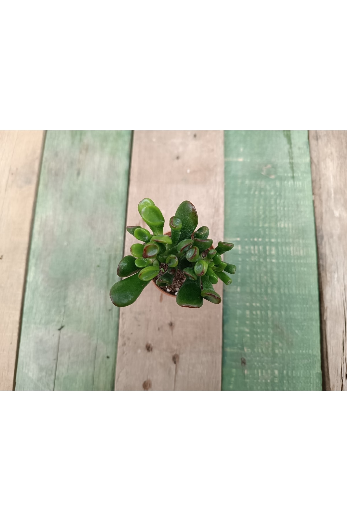 Crassula Ovata Gollum 5,5cm Saksılı Şrek Kulağı Sukulent 2