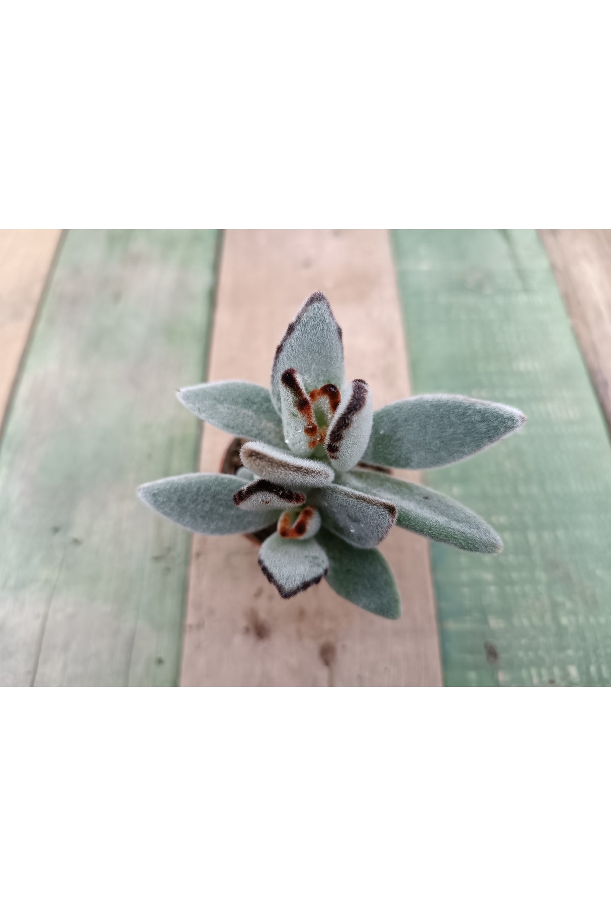 Kalanchoe Tomentosa 5,5cm Saksılı Panda Sukulent 3