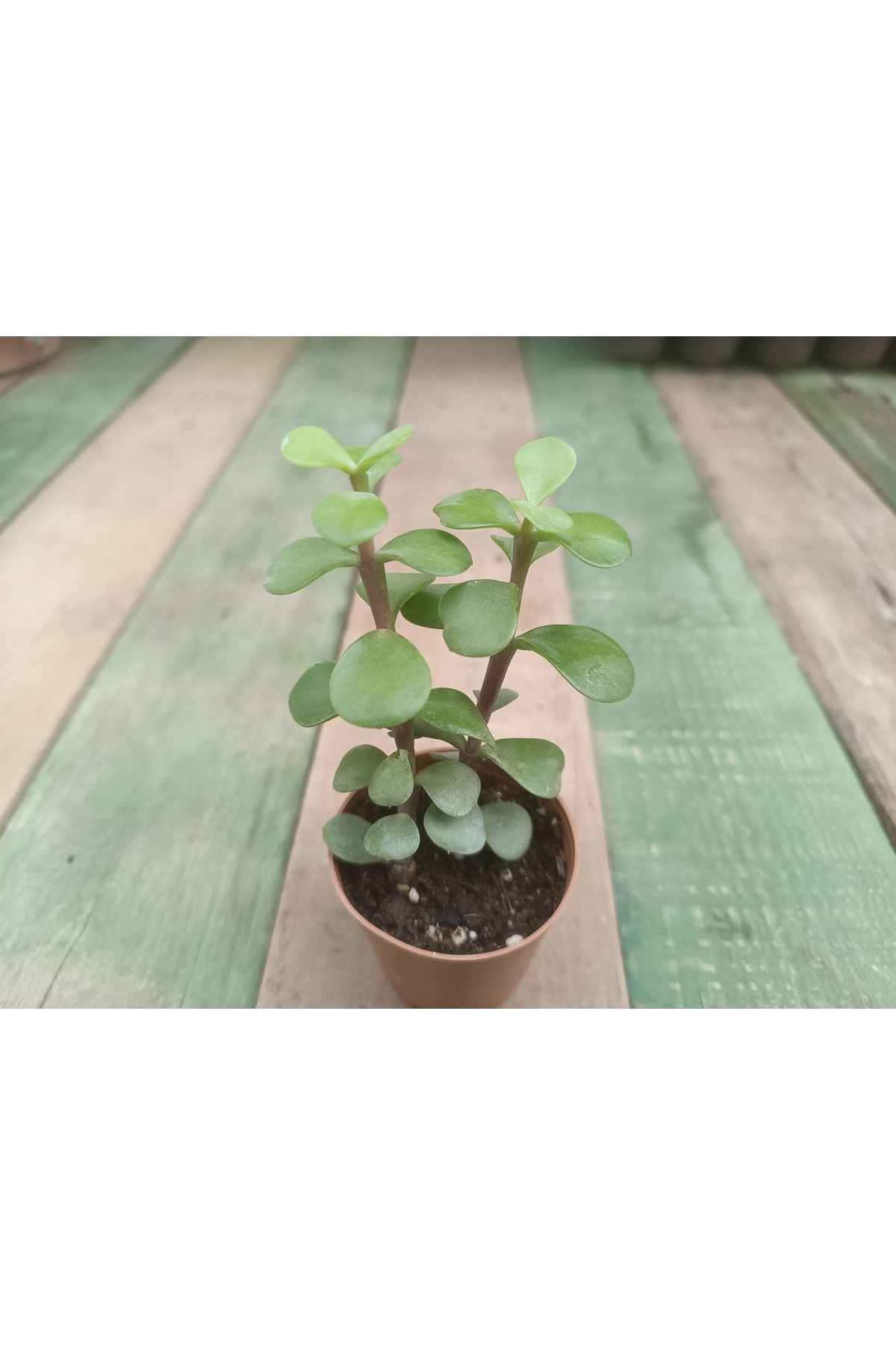 Portulacaria Afra 5,5cm Saksılı Para Ağacı 2