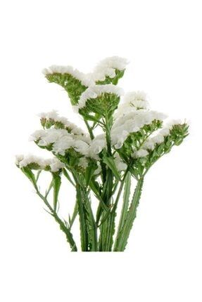 Beyaz Deniz Lavantası Çiçeği Tohumu -30 Adet TCD-YENİ355