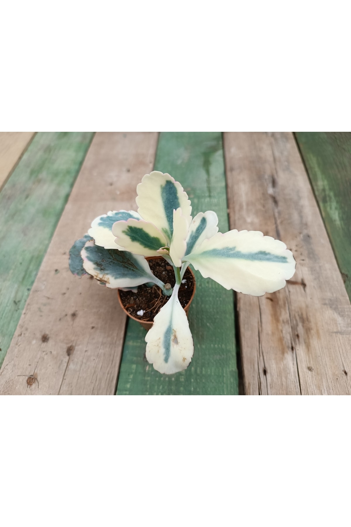 Kalanchoe Fedtschenkoi Var. 5,5cm Saksılı Sukulent 2