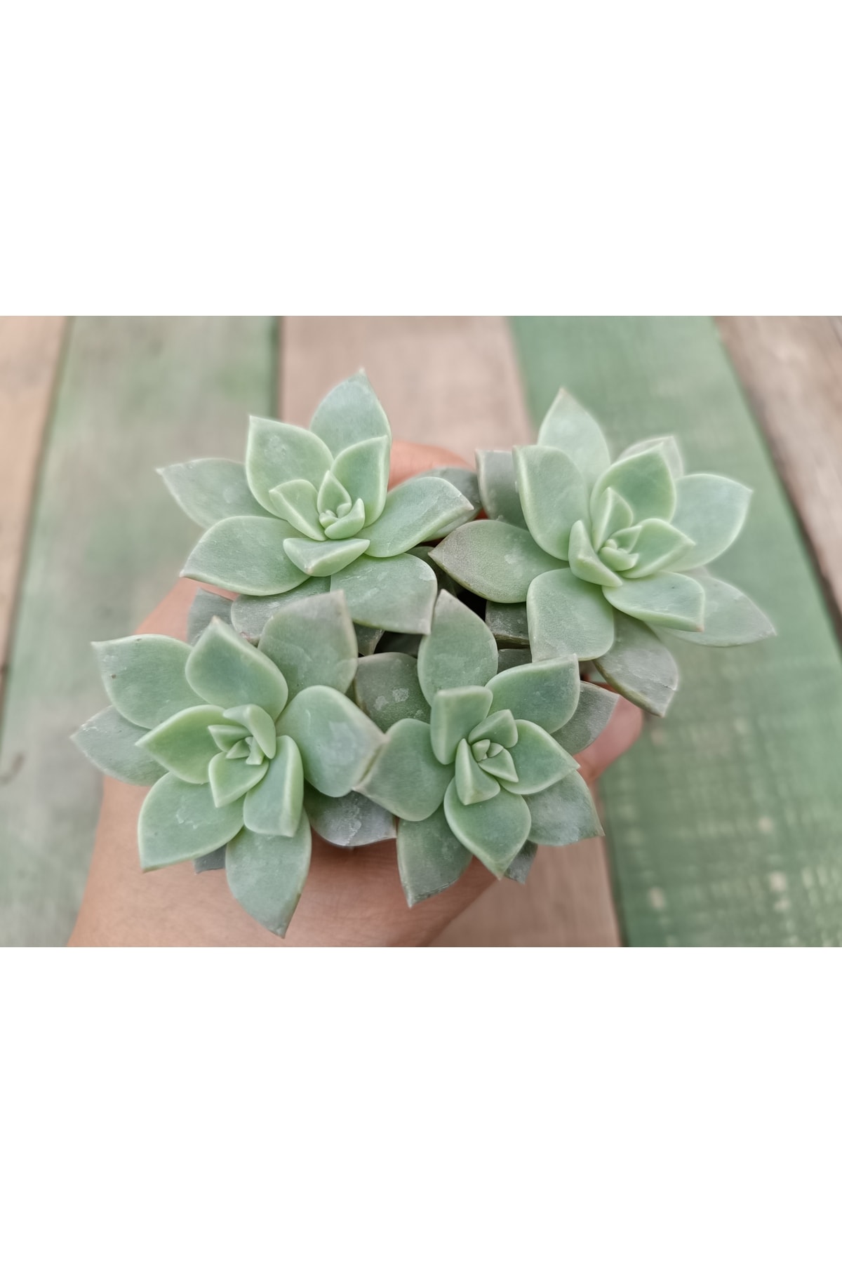 Graptopetalum Bernalense 5,5 Cm Saksılı Sukulent 2