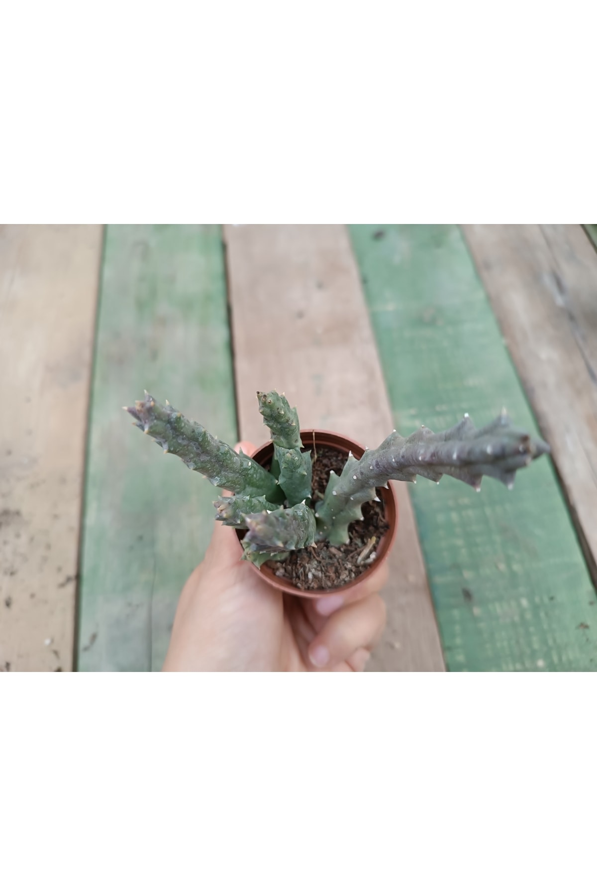 Stapelia Orbea Var. Leş Kaktüs Leopar Çiçekli 5,5 Cm Saksılı Sukulent 2