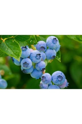 Yaban Mersini - Blueberry (LEGACY) Meyve Fidanı - 1 Yaş (MUZ FİDANI HEDİYELİ) P193S9965