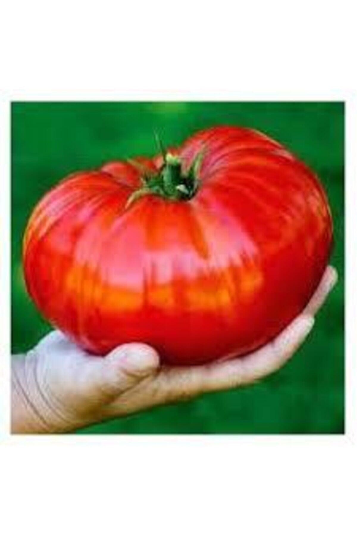 томат монстр. томат португальский монстр. томаты монстр отзывы. томат гигантский монстр. помидоры пятнистые сорт.