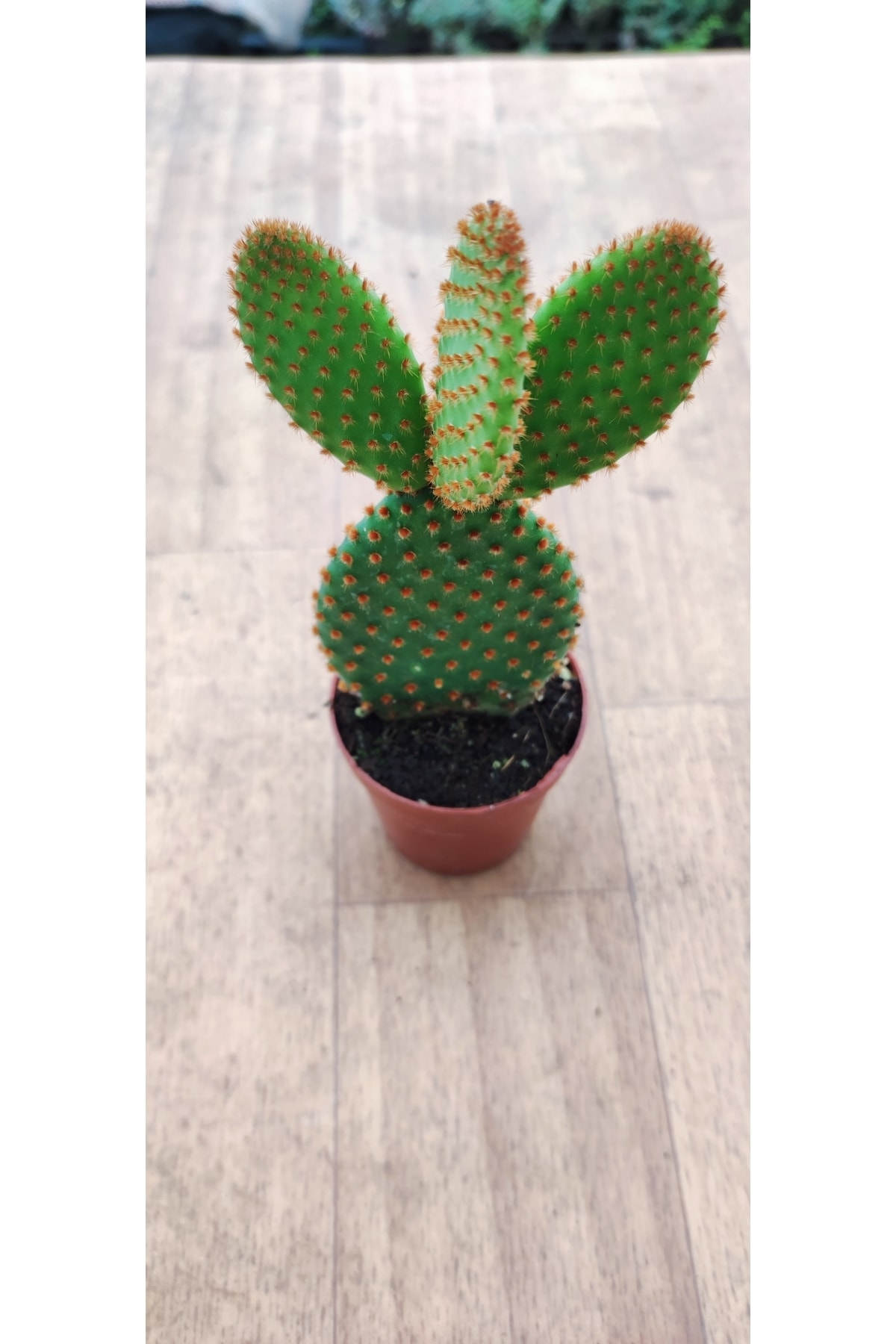 Opuntia Microdasys Rufida(kırmızı Tavşan Kulağı) (5.5 Cm Saksıda) Tüylü Sukulent 2