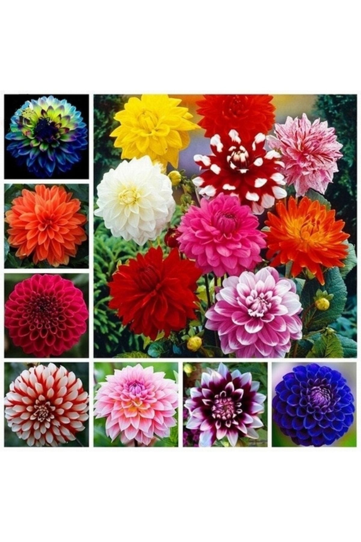 Dahlia Flower Seed