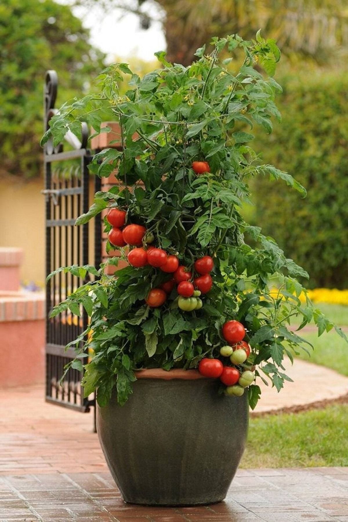 Выращивание помидоров в горшках. Ампельные черри. Ампельные помидоры черри. Томат ампельный балконный. Томаты черри бонсай.