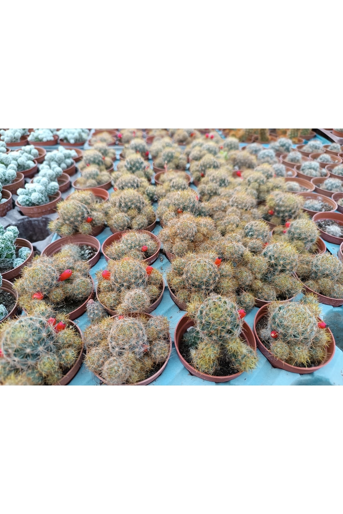 Mammilaria Prolifera 5,5 cm Saksılı Kaktüs 3